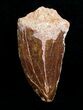 Bargain Carcharodontosaurus Tooth - #4218-1